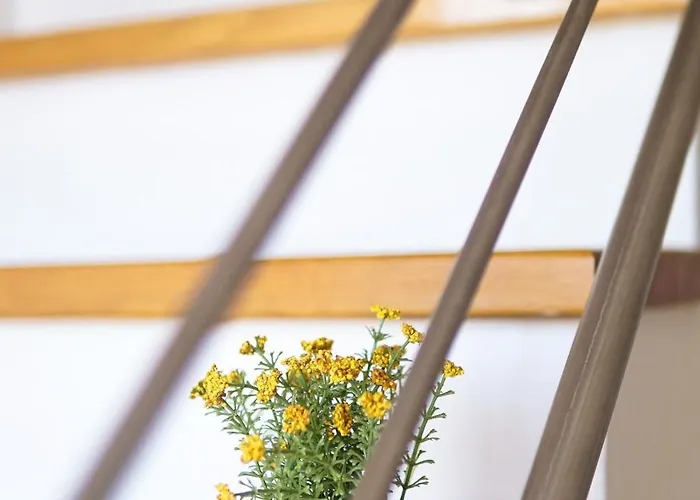 Experience * Novi Sad